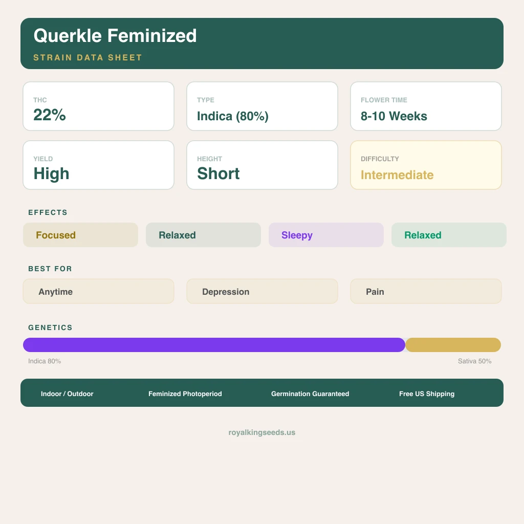 Querkle 80% indica / 50% sativa — fleur avec trichomes visibles