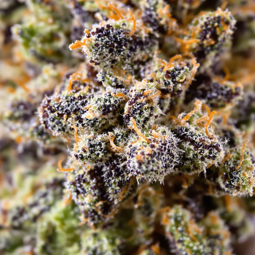 Gros plan de fleur de cannabis Queso montrant calices denses aux reflets violets