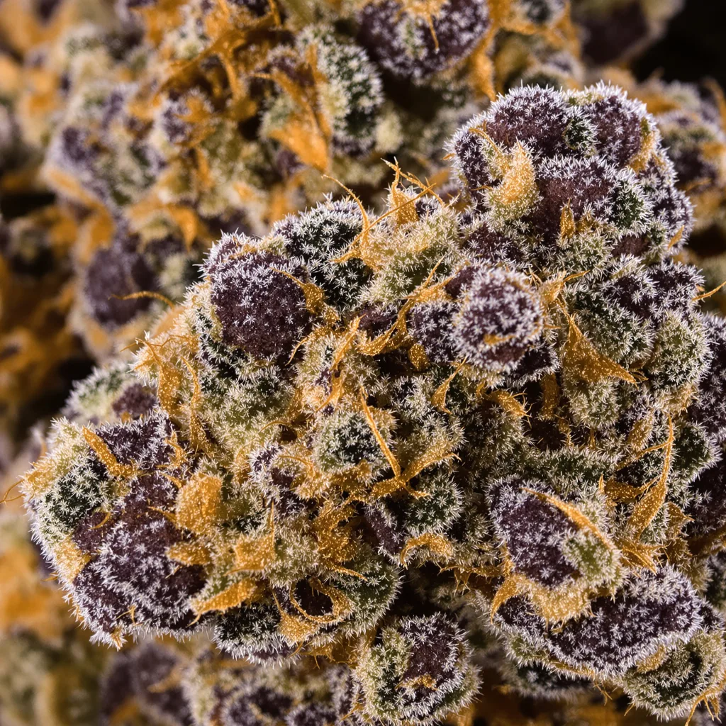 Gros plan de fleur de cannabis Quin-N-Tonic montrant calices denses aux reflets violets