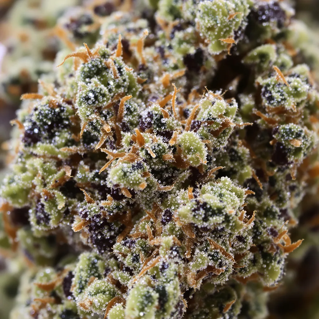 Gros plan de fleur de cannabis Qush montrant calices denses aux reflets violets