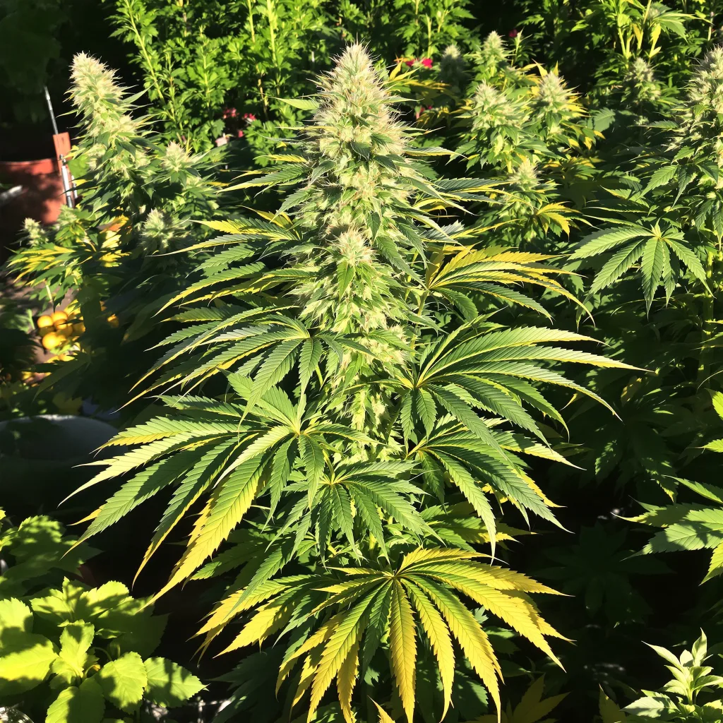 Qush 87% indica / 13% sativa — fleur avec trichomes visibles