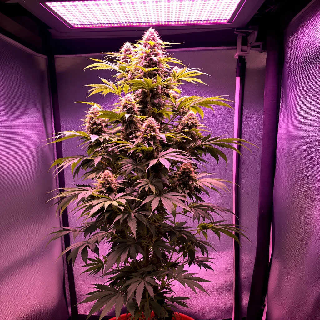 Plante de cannabis Rainbow en floraison — 150-200 cm féminisée