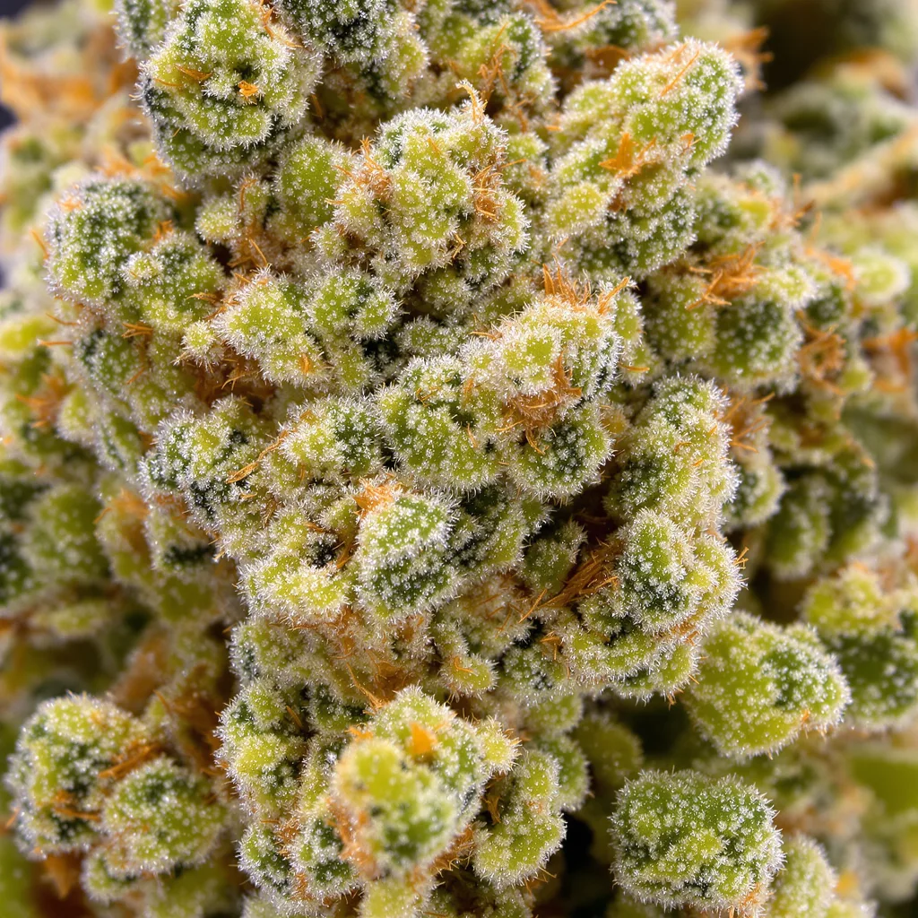Gros plan de fleur de cannabis Rainbow montrant structure aérée vert lime
