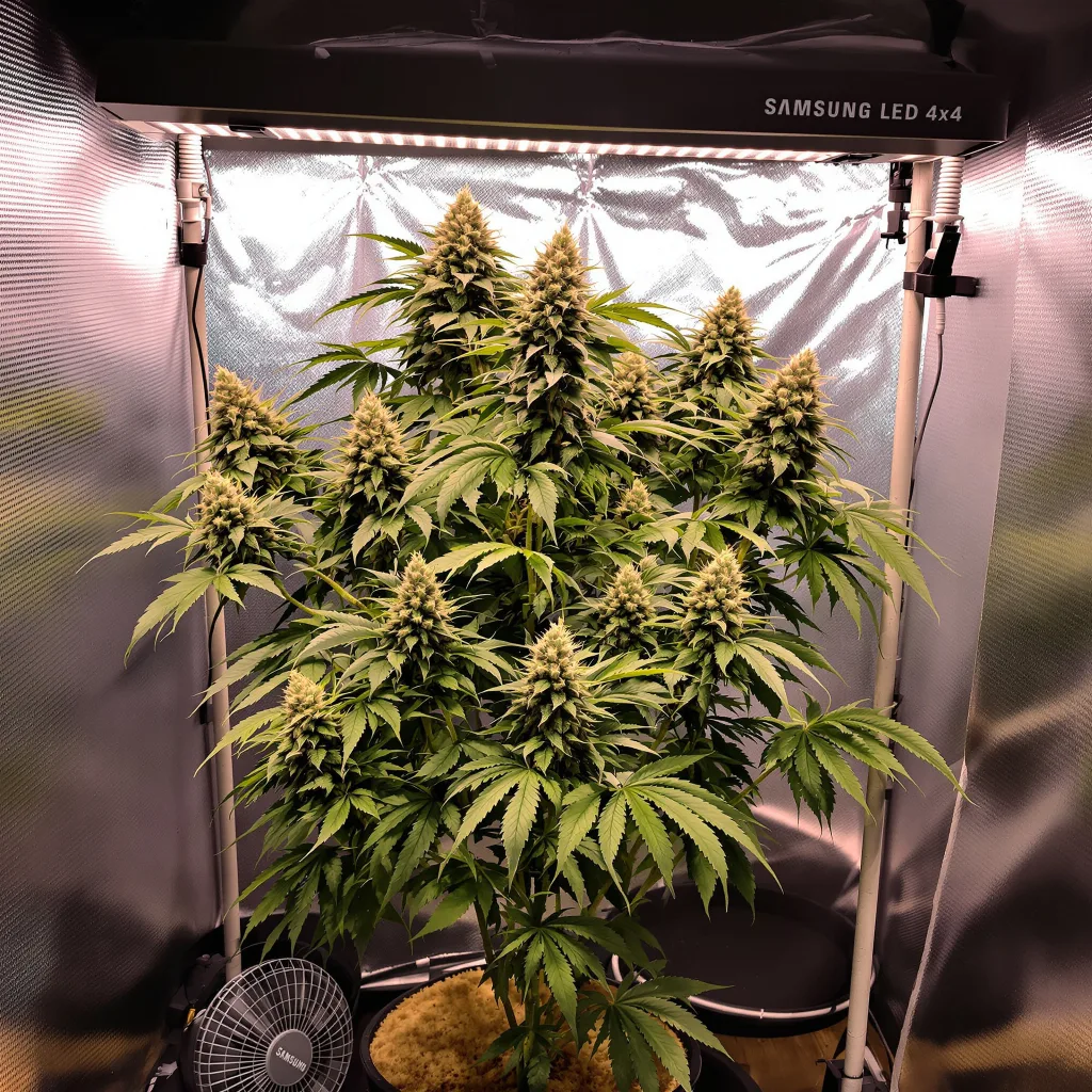 Plante de cannabis Rainbow Kush en floraison — 60-100 cm autofloraison