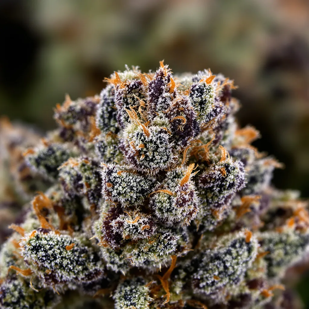 Gros plan de fleur de cannabis Rare Darkness montrant calices denses aux reflets violets