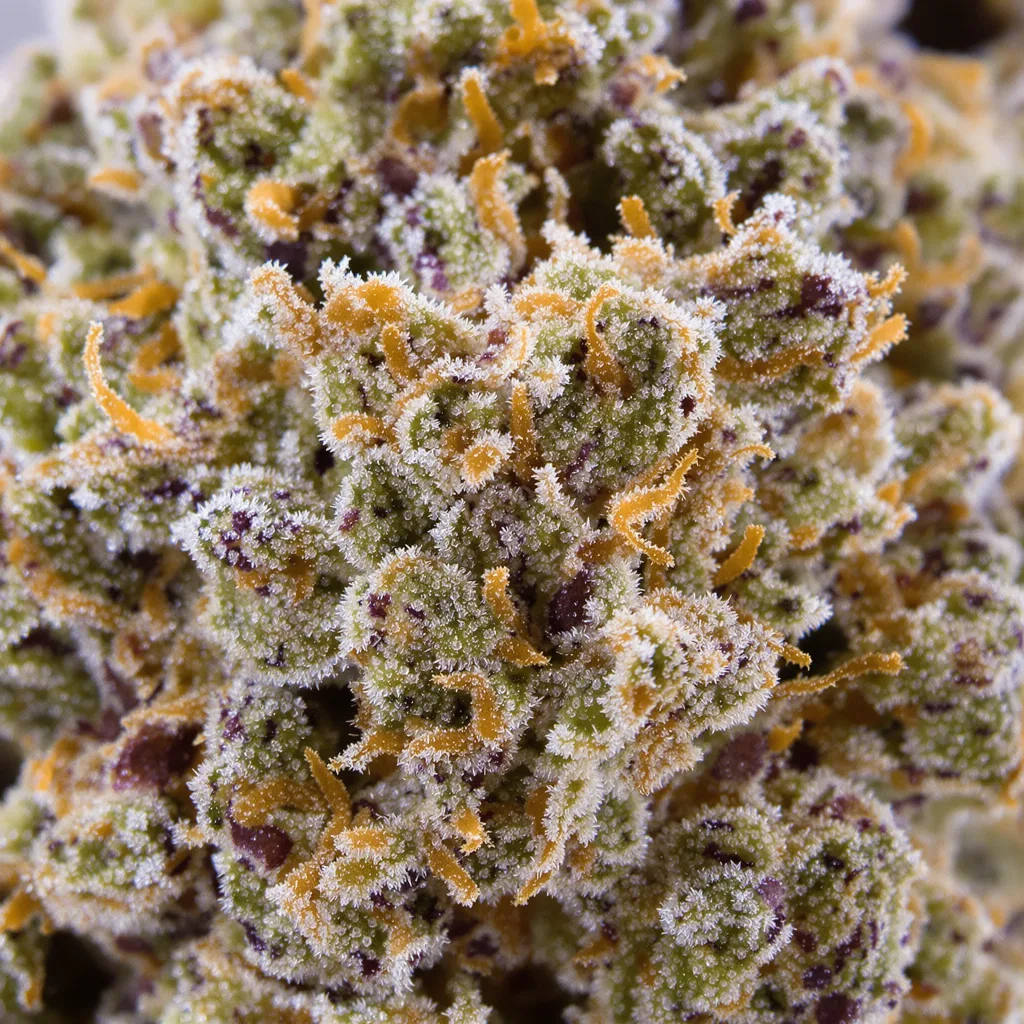 Gros plan de fleur de cannabis Raskal OG montrant structure ouverte avec pistils orangés