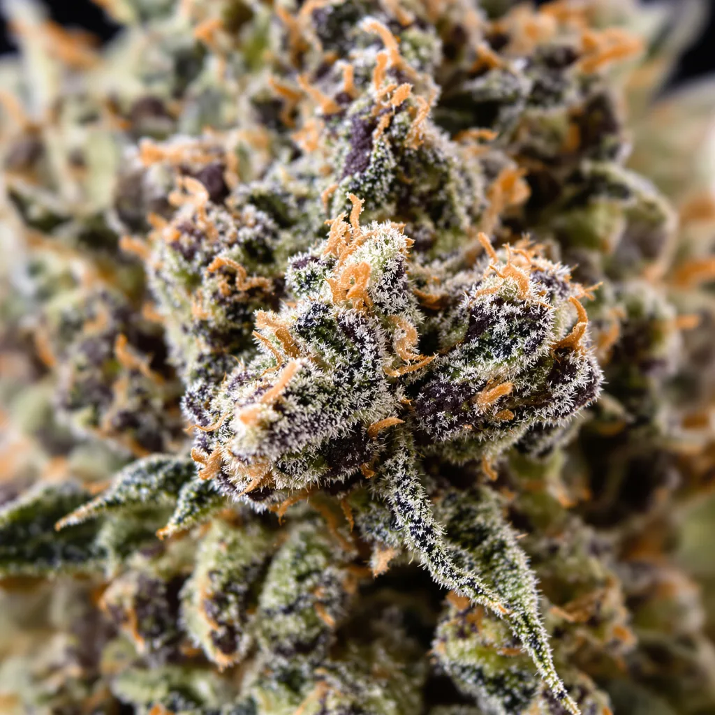 Gros plan de fleur de cannabis Reclining Buddha montrant calices denses aux reflets violets