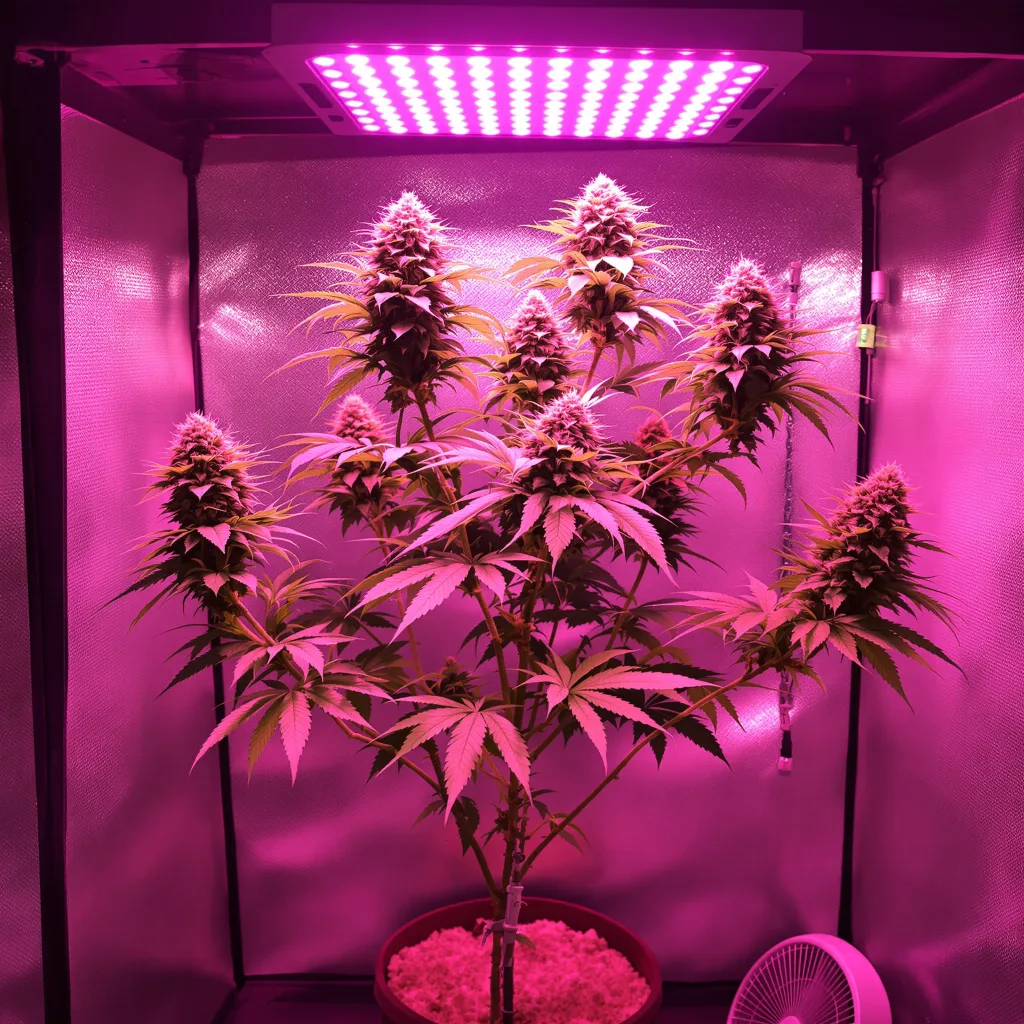 Plante de cannabis Recon en floraison — 60-100 cm autofloraison