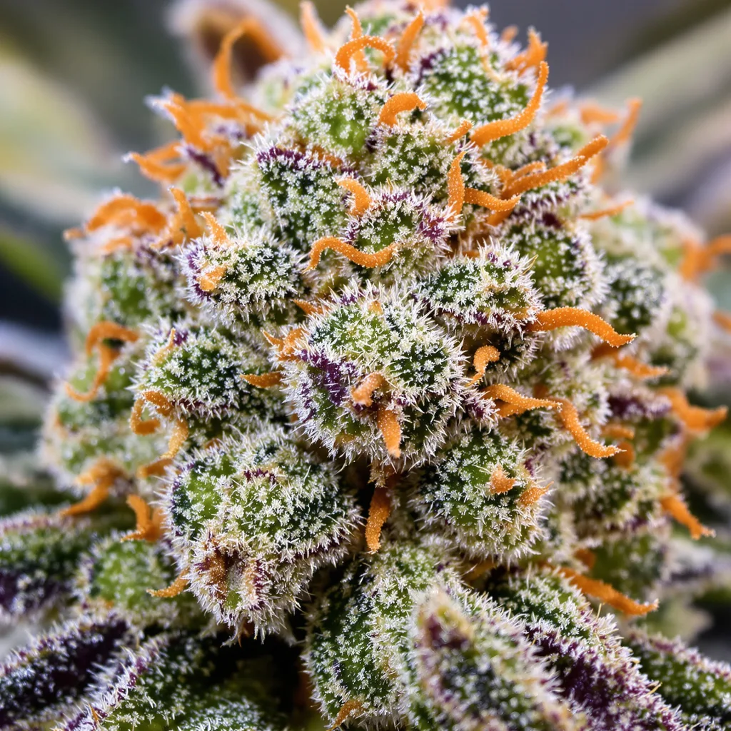 Gros plan de fleur de cannabis Recon montrant nugs denses vert forêt