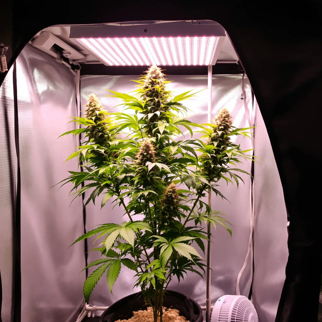Plante de cannabis Red Congolese en floraison — 60-100 cm autofloraison