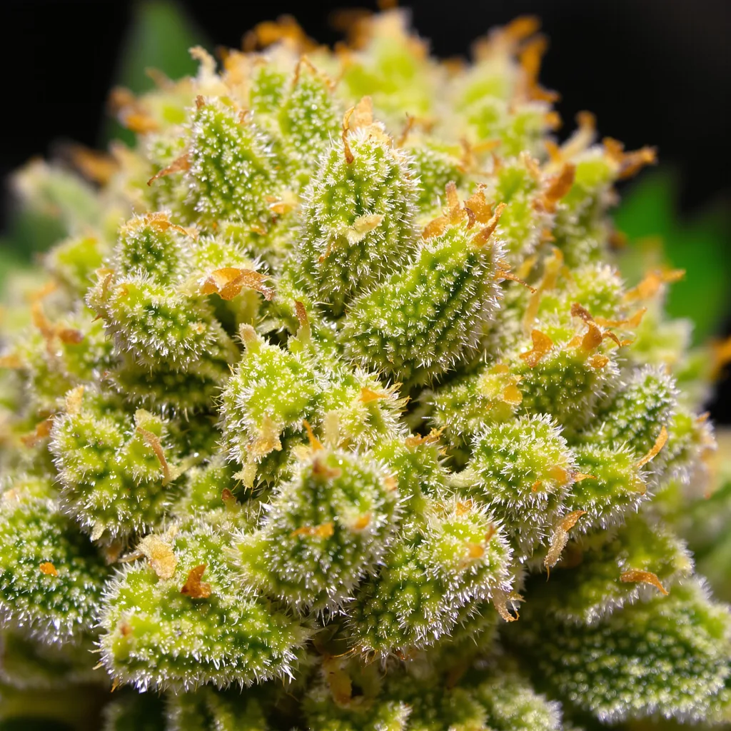 Gros plan de fleur de cannabis Red Congolese montrant structure aérée vert lime