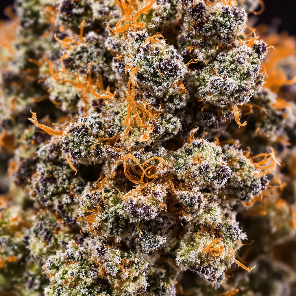 Gros plan de fleur de cannabis Red Eye OG montrant calices denses aux reflets violets
