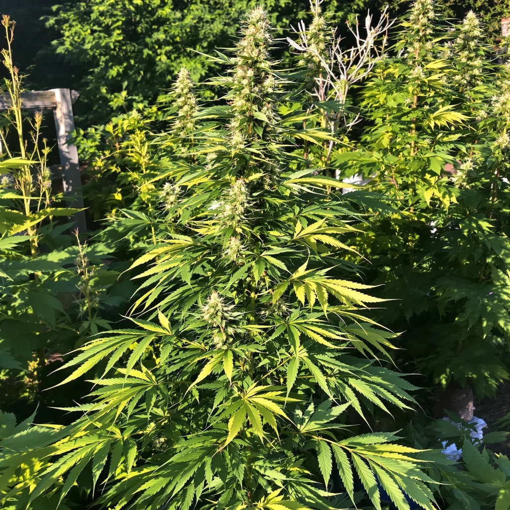 Red Headed Stranger 8% indica / 92% sativa — fleur avec trichomes visibles