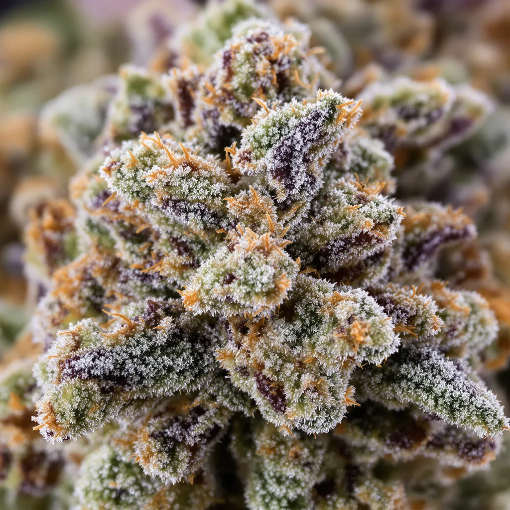 Gros plan de fleur de cannabis Red Widow montrant structure équilibrée avec trichomes givrés
