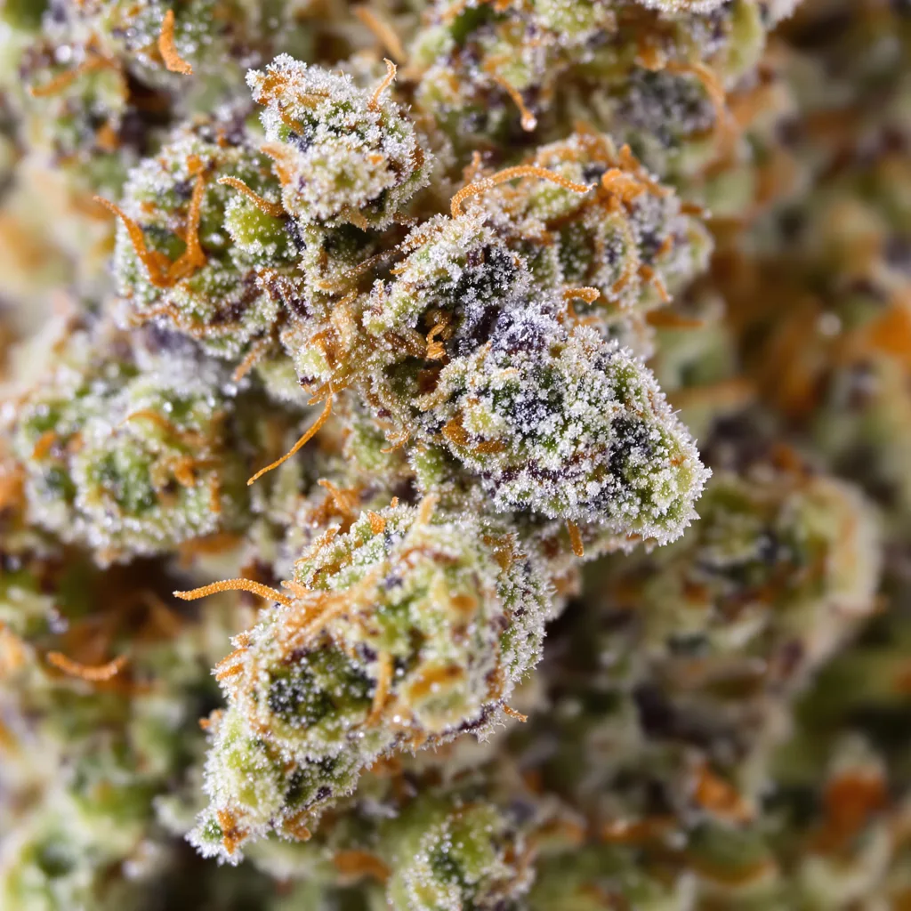 Gros plan de fleur de cannabis Redwood Kush montrant structure équilibrée avec trichomes givrés