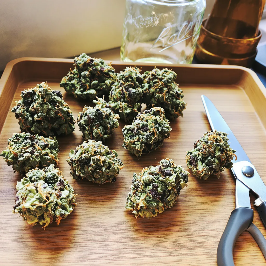 Reign Man 51% indica / 49% sativa — fleur avec trichomes visibles