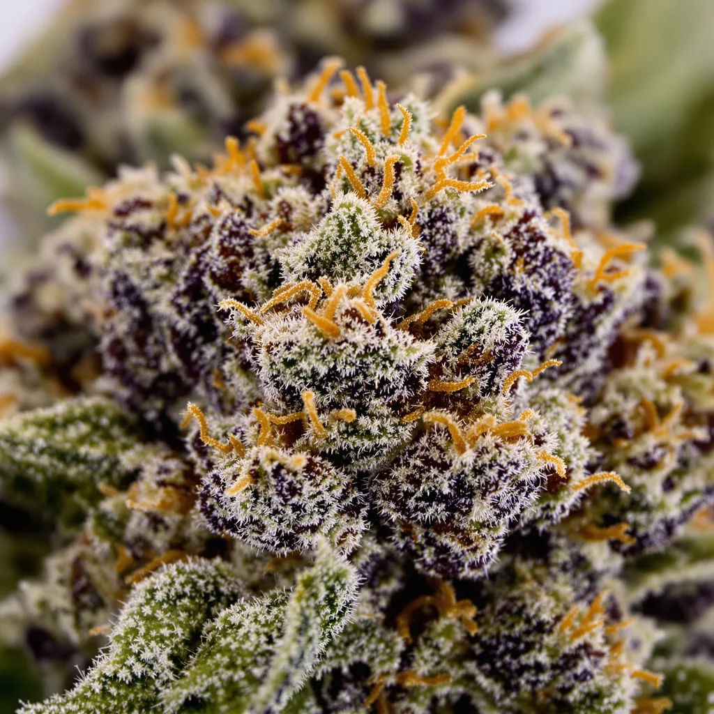 Gros plan de fleur de cannabis Remedy montrant calices denses aux reflets violets