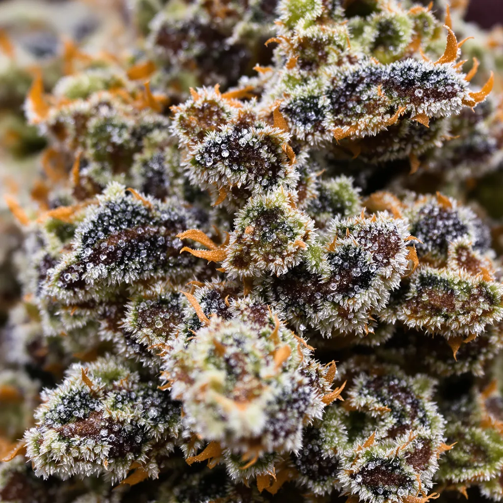 Gros plan de fleur de cannabis Reserve L.A.K. Federal montrant calices denses aux reflets violets