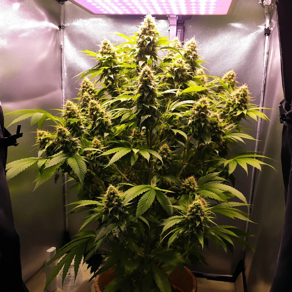 Plante de cannabis Rocklock en floraison — 120-180 cm féminisée