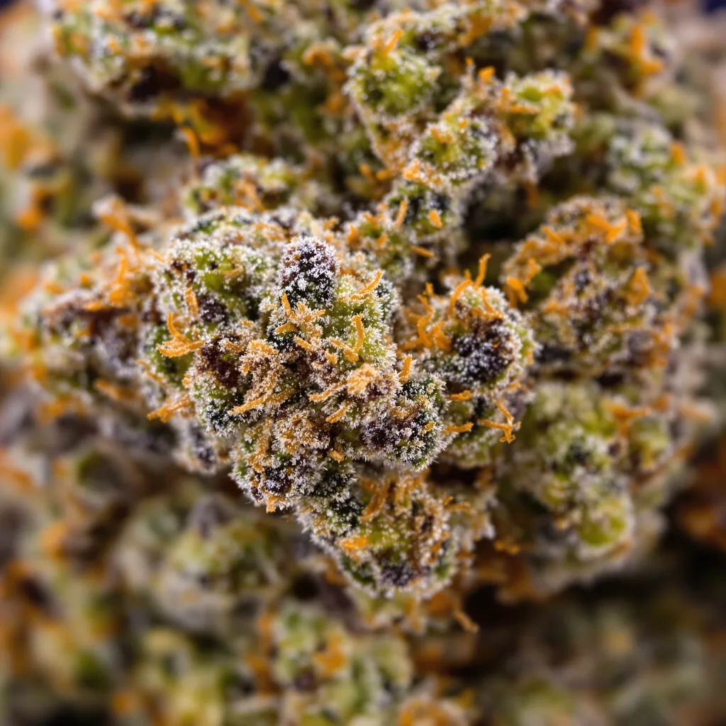 Gros plan de fleur de cannabis Rockstar Kush montrant calices denses aux reflets violets