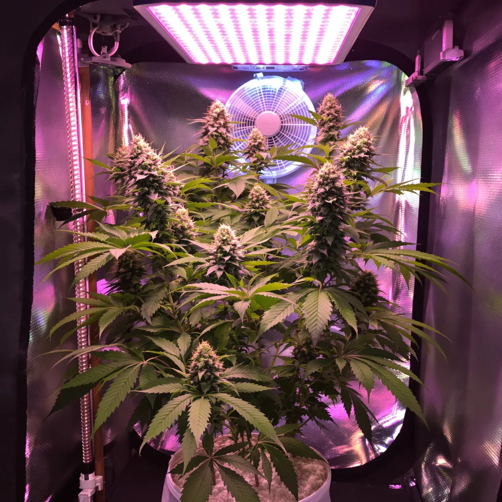 Plante de cannabis Rollex OG Kush en floraison — 90-130 cm féminisée