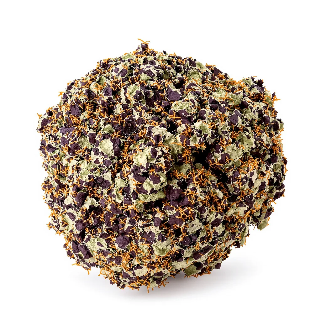 Rollex OG Kush 65% indica / 35% sativa — fleur avec trichomes visibles
