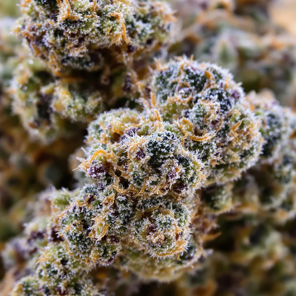 Gros plan de fleur de cannabis Royal Gorilla montrant structure équilibrée avec trichomes givrés