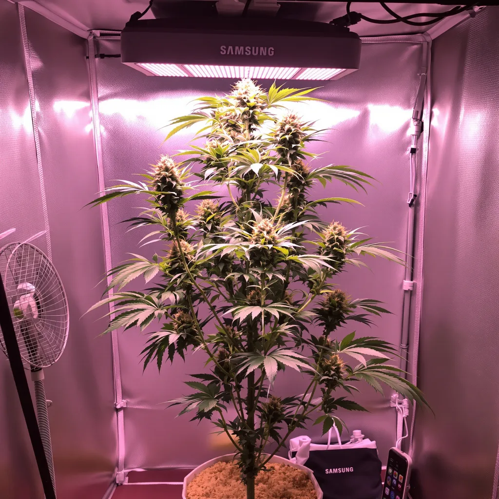 Plante de cannabis Royal Medic en floraison — 150-200 cm féminisée