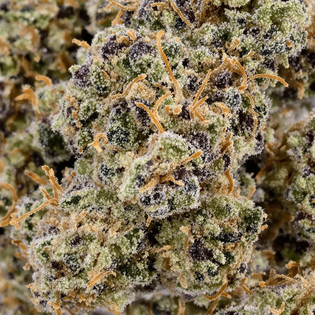 Gros plan de fleur de cannabis Runtz Muffin montrant calices denses aux reflets violets