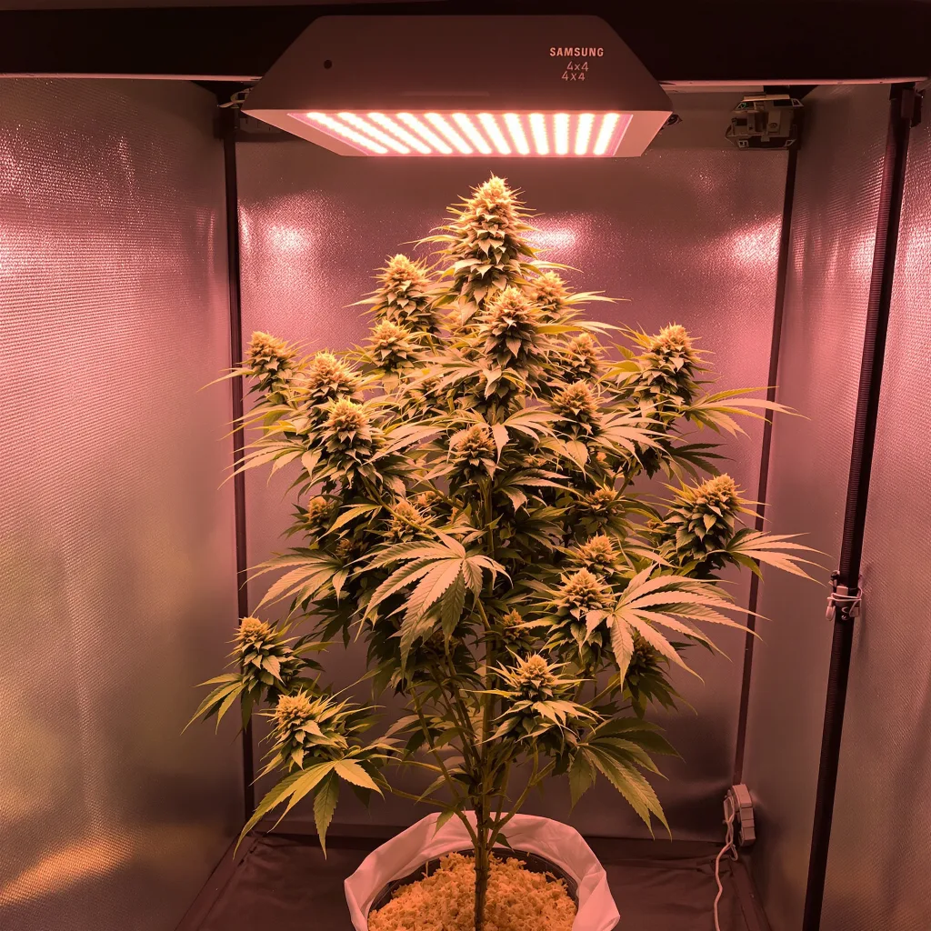 Plante de cannabis SAGE en floraison — 120-180 cm féminisée