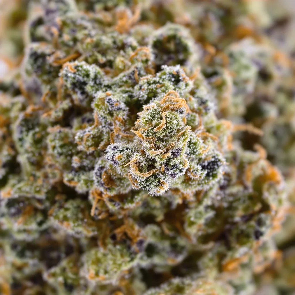 Gros plan de fleur de cannabis Satellite OG montrant structure ouverte avec pistils orangés