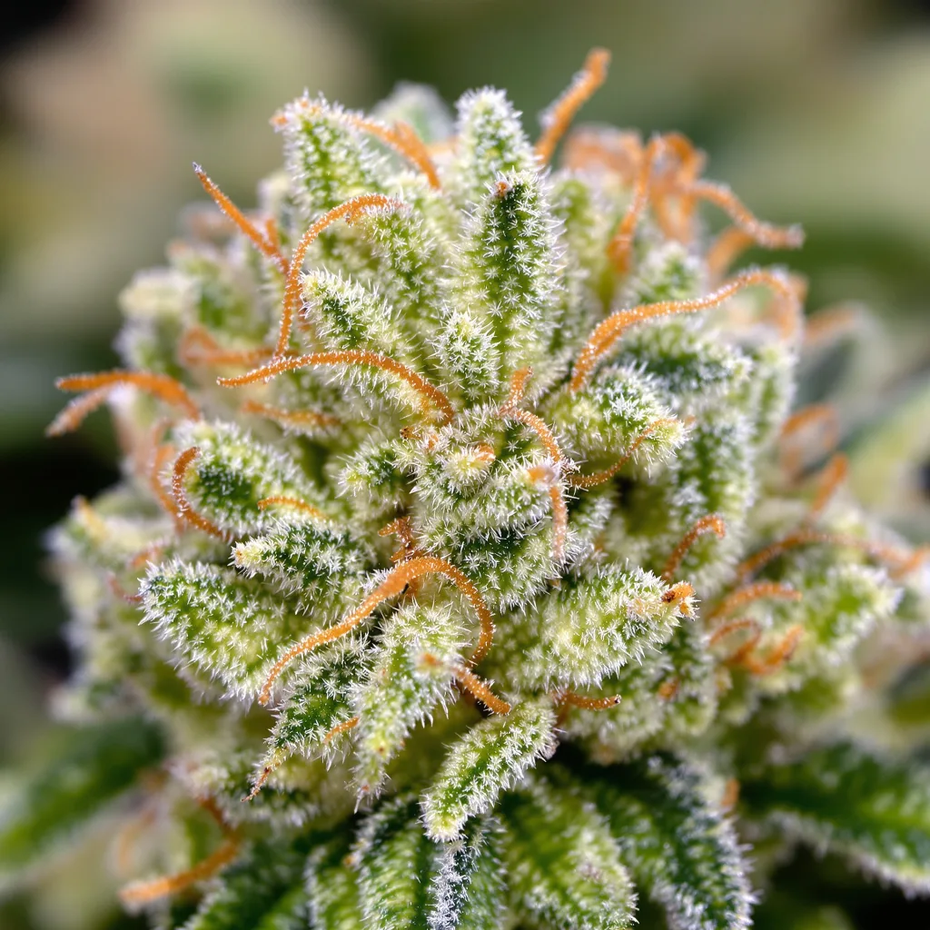 Gros plan de fleur de cannabis Schrom montrant structure aérée vert lime