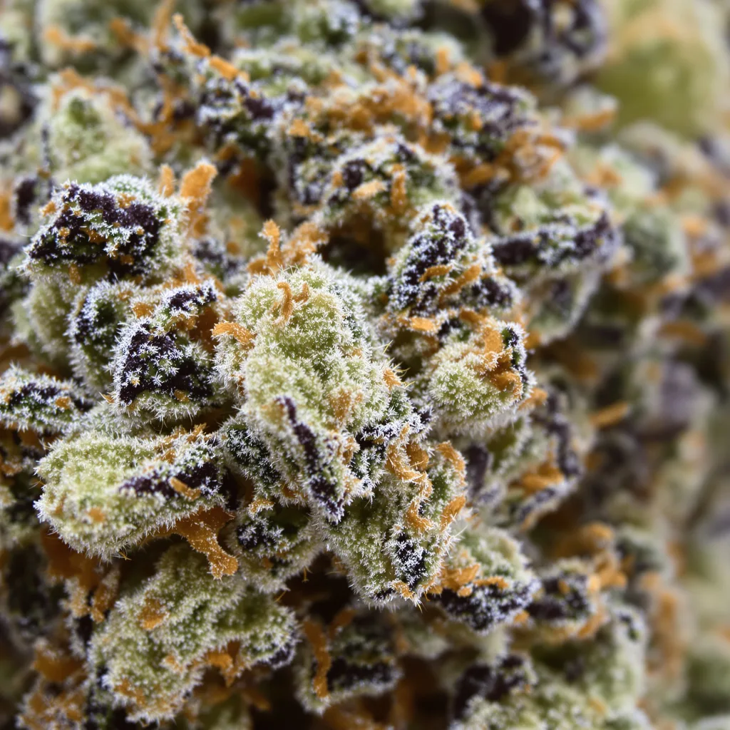Gros plan de fleur de cannabis Seattle Blue montrant structure équilibrée avec trichomes givrés