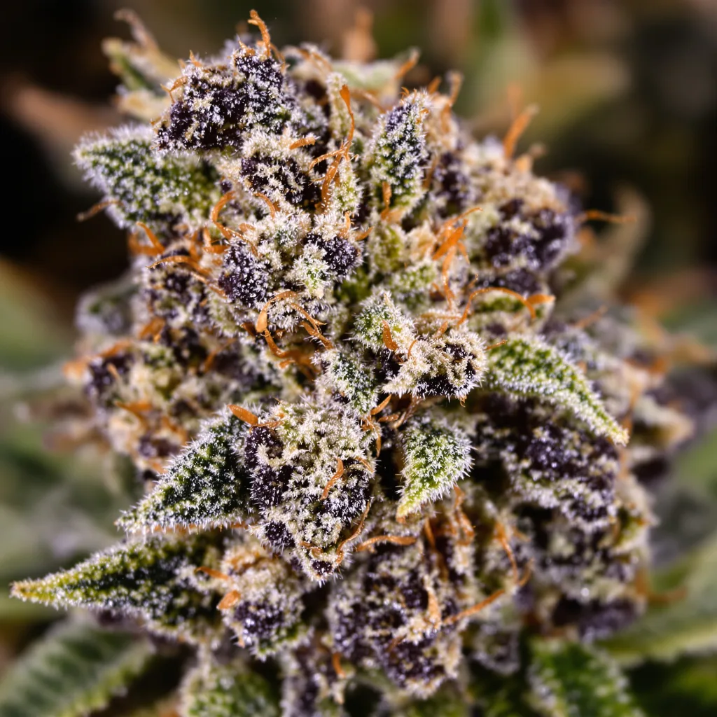 Gros plan de fleur de cannabis Sensi Skunk montrant calices denses aux reflets violets