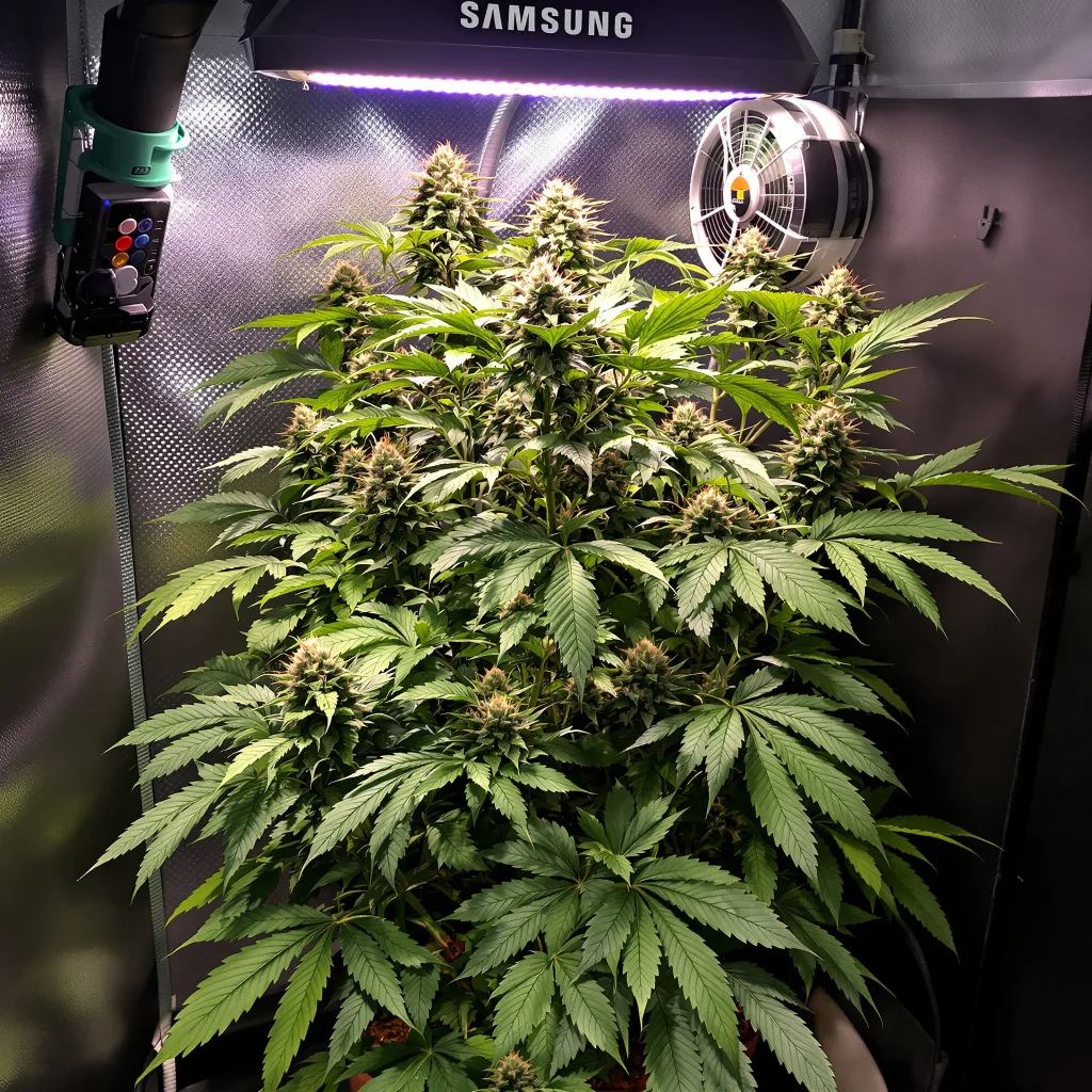 Plante de cannabis Sensi Star en floraison — 90-130 cm féminisée