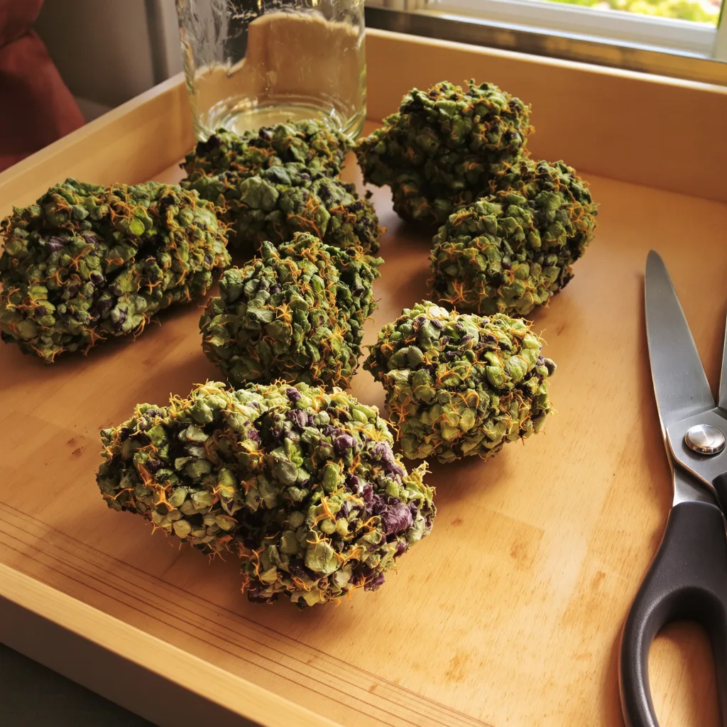 SFV OG 90% indica / 10% sativa — fleur avec trichomes visibles