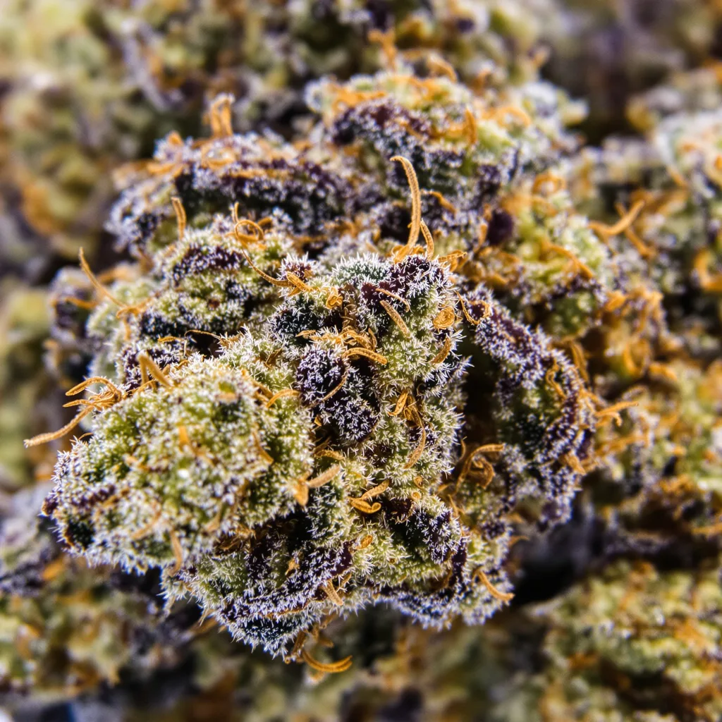 Gros plan de fleur de cannabis SFV OG montrant calices denses aux reflets violets