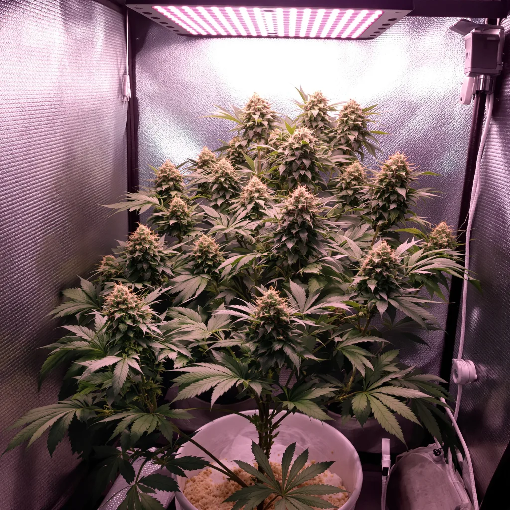 Plante de cannabis Shark Shock en floraison — 90-130 cm féminisée