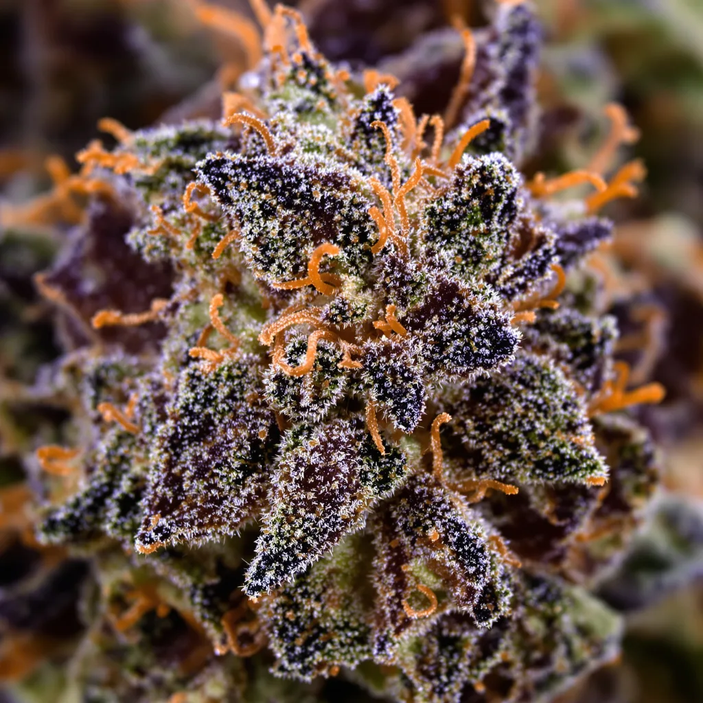 Gros plan de fleur de cannabis Shark Shock montrant calices denses aux reflets violets