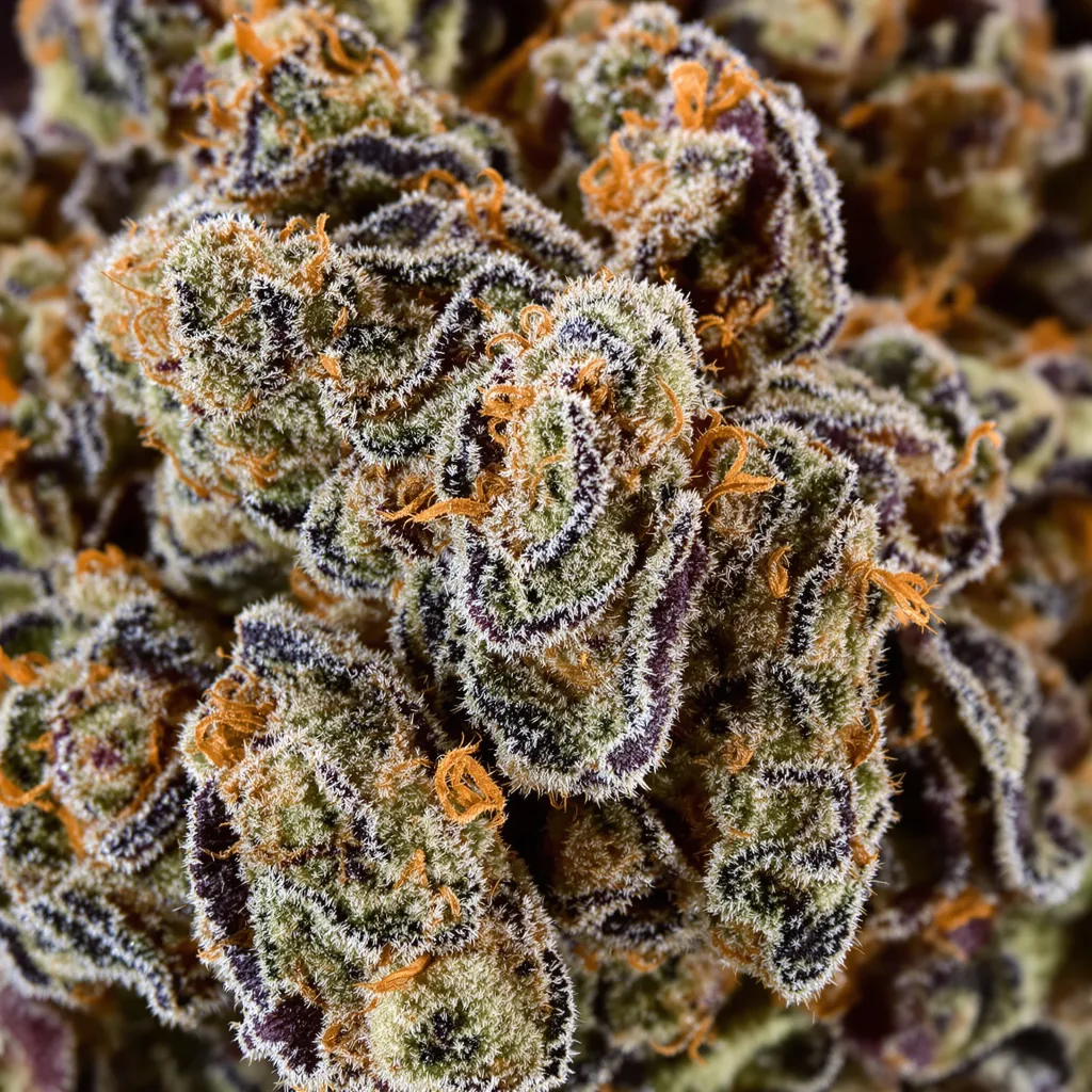 Gros plan de fleur de cannabis Sharksbreath montrant calices denses aux reflets violets