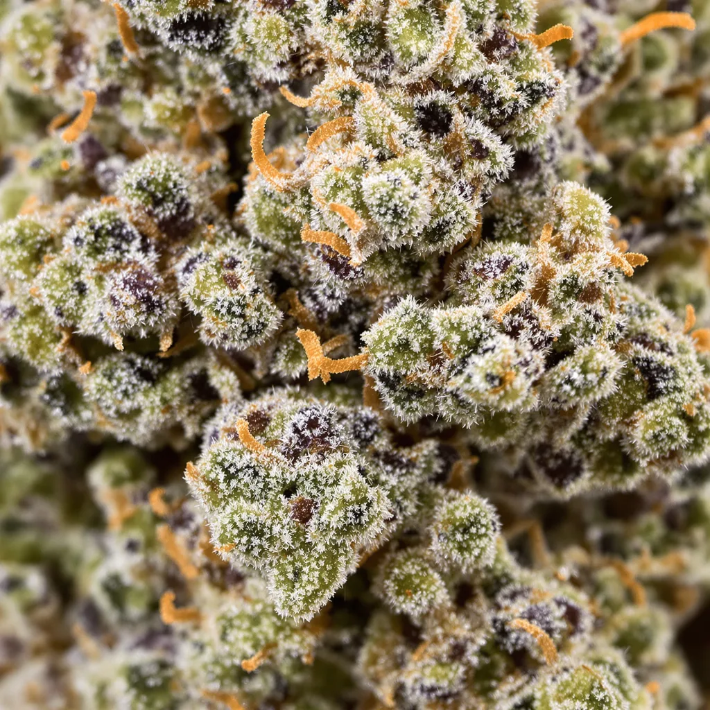 Gros plan de fleur de cannabis Shipwreck montrant structure ouverte avec pistils orangés