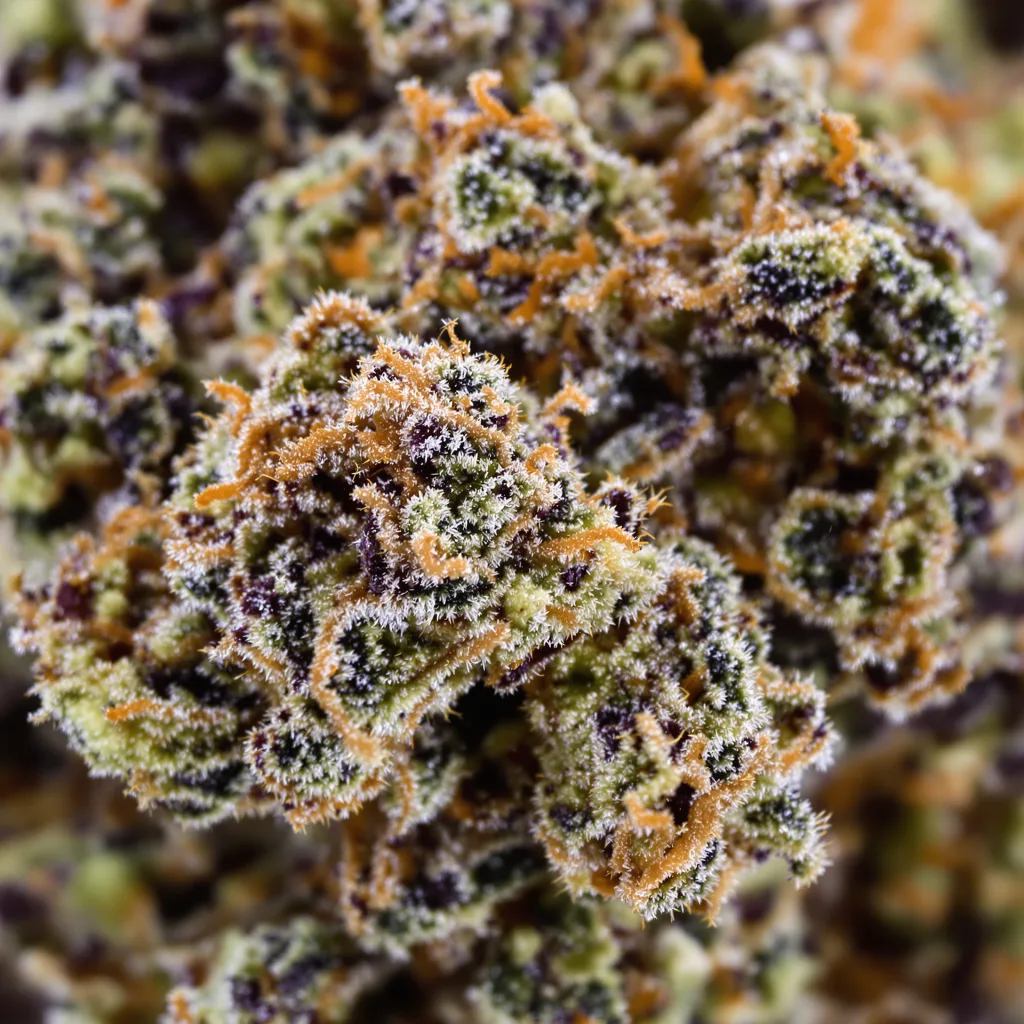 Gros plan de fleur de cannabis Shoreline montrant calices denses aux reflets violets