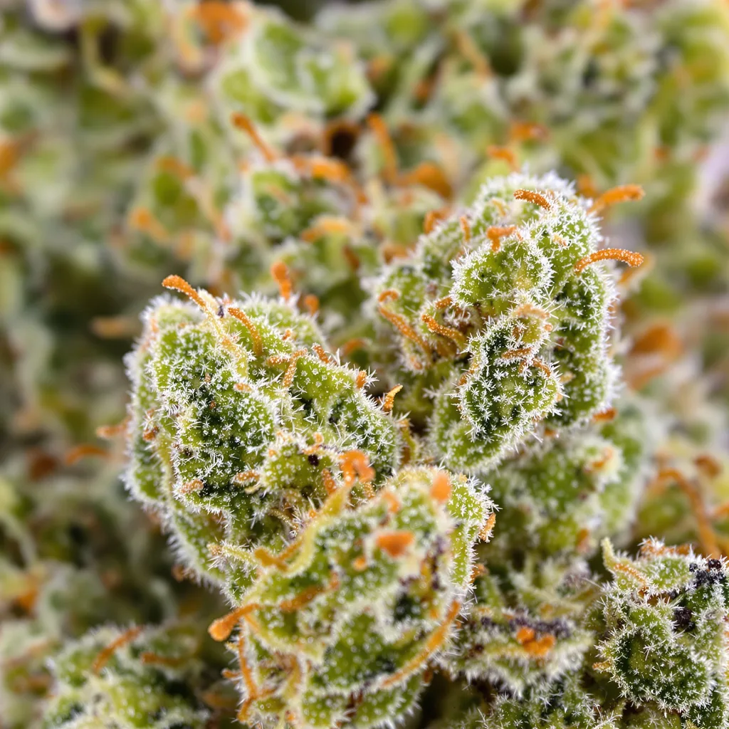Gros plan de fleur de cannabis Silver Haze montrant structure aérée vert lime
