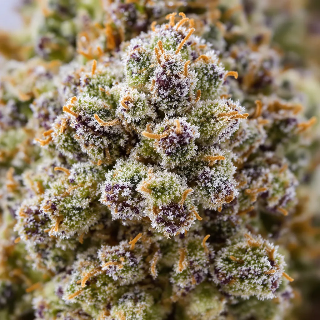 Gros plan de fleur de cannabis Silver Kush montrant structure ouverte avec pistils orangés