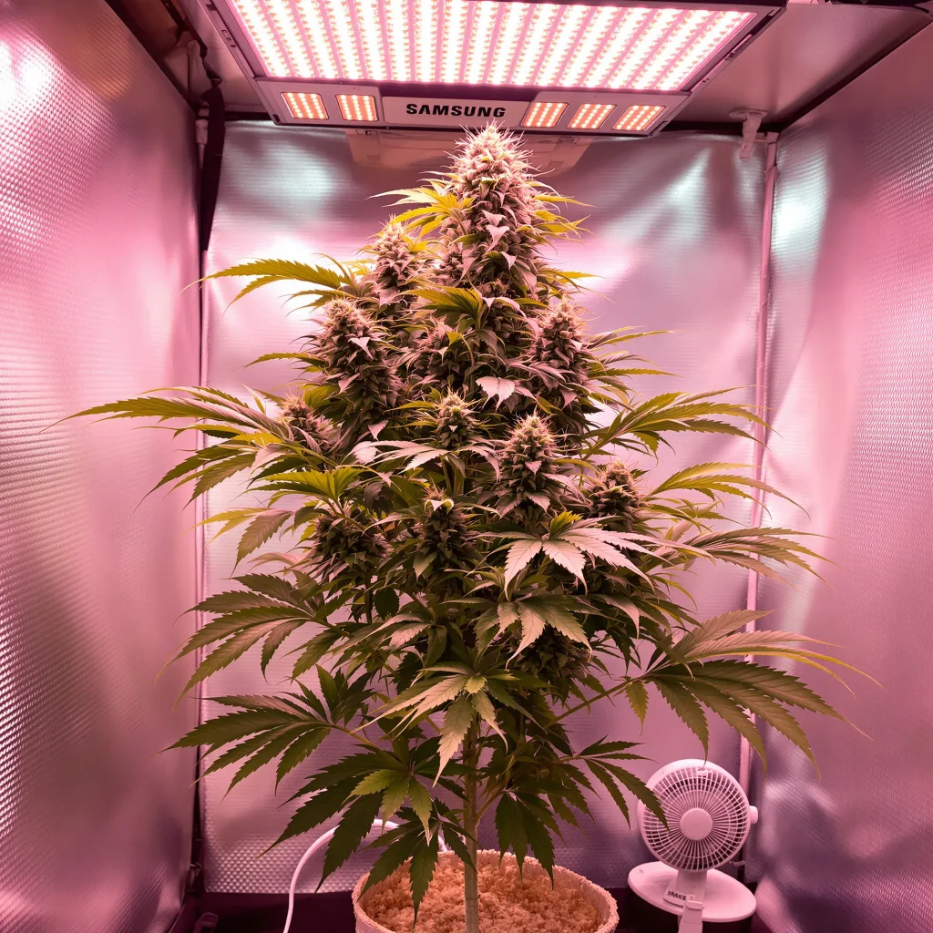 Plante de cannabis Silverback Gorilla en floraison — 60-100 cm autofloraison