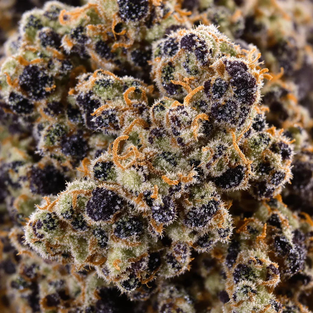 Gros plan de fleur de cannabis Silverback Gorilla montrant calices denses aux reflets violets