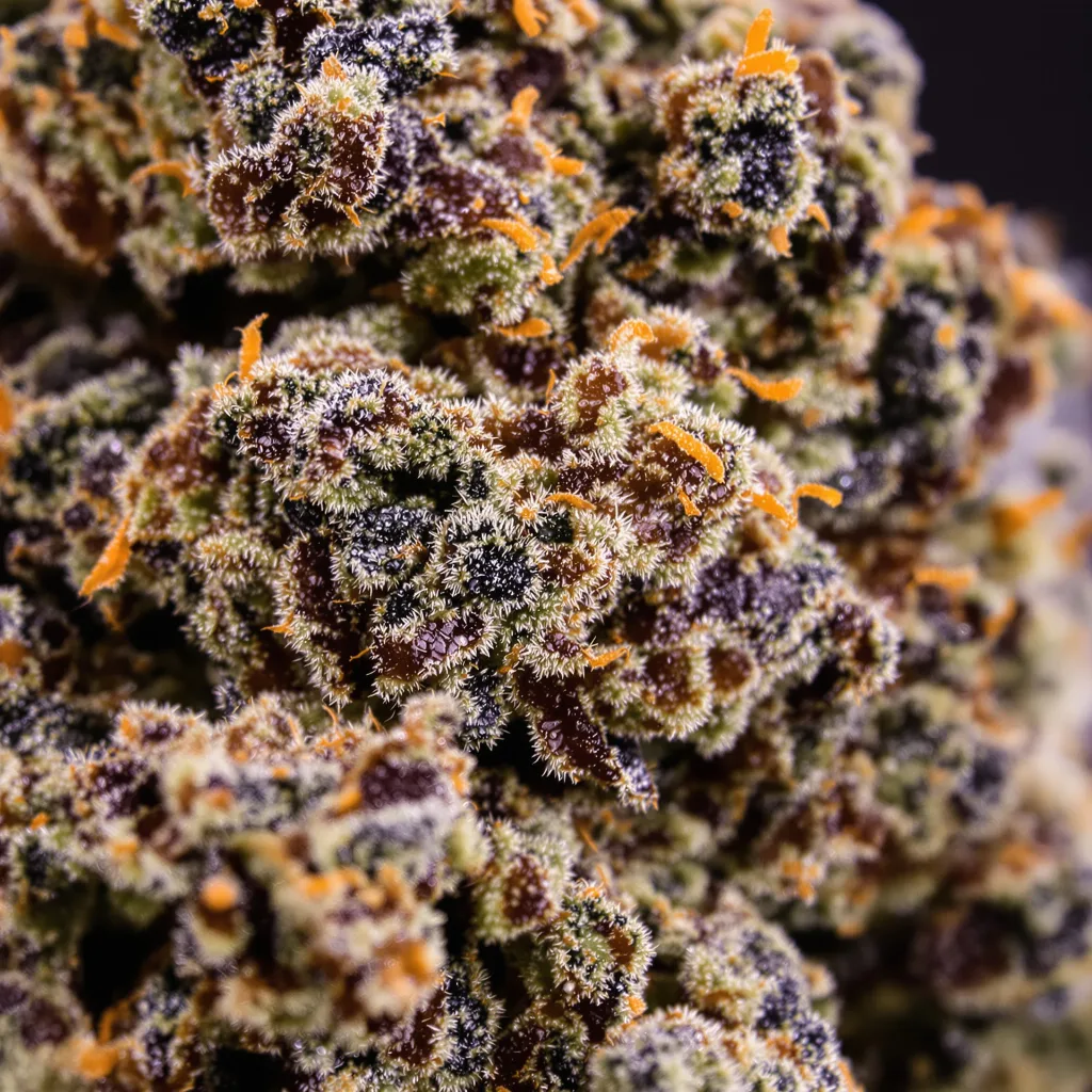 Gros plan de fleur de cannabis Silverback Gorilla montrant calices denses aux reflets violets