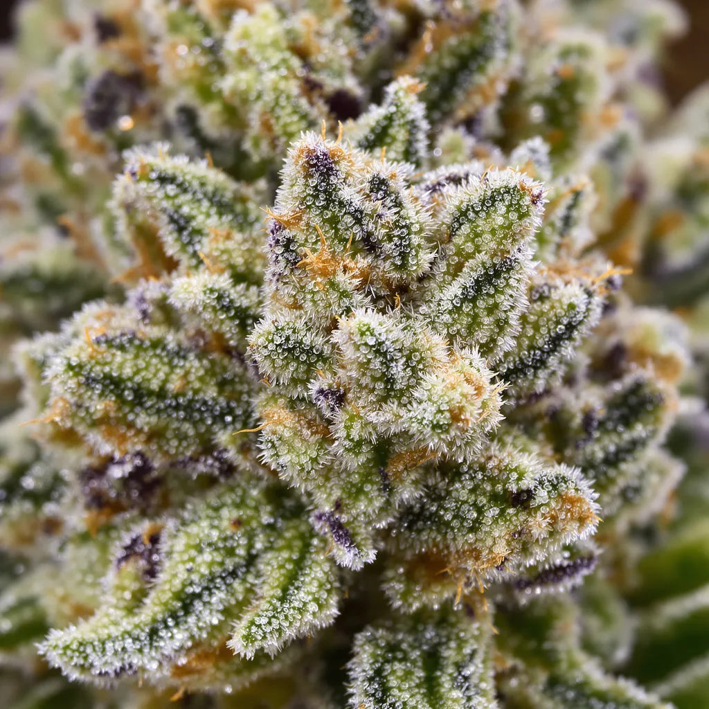 Gros plan de fleur de cannabis Silverfalls Kush montrant structure ouverte avec pistils orangés