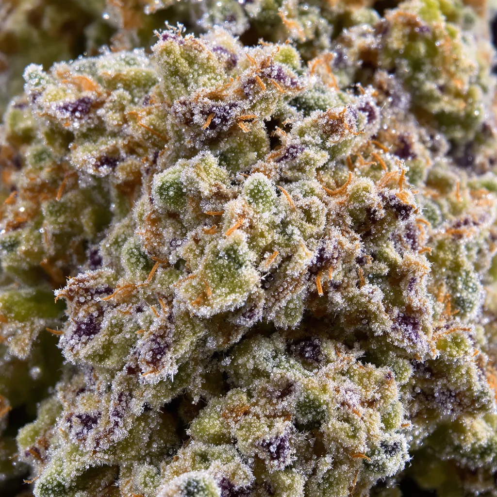 Gros plan de fleur de cannabis Silverfalls Kush montrant structure ouverte avec pistils orangés