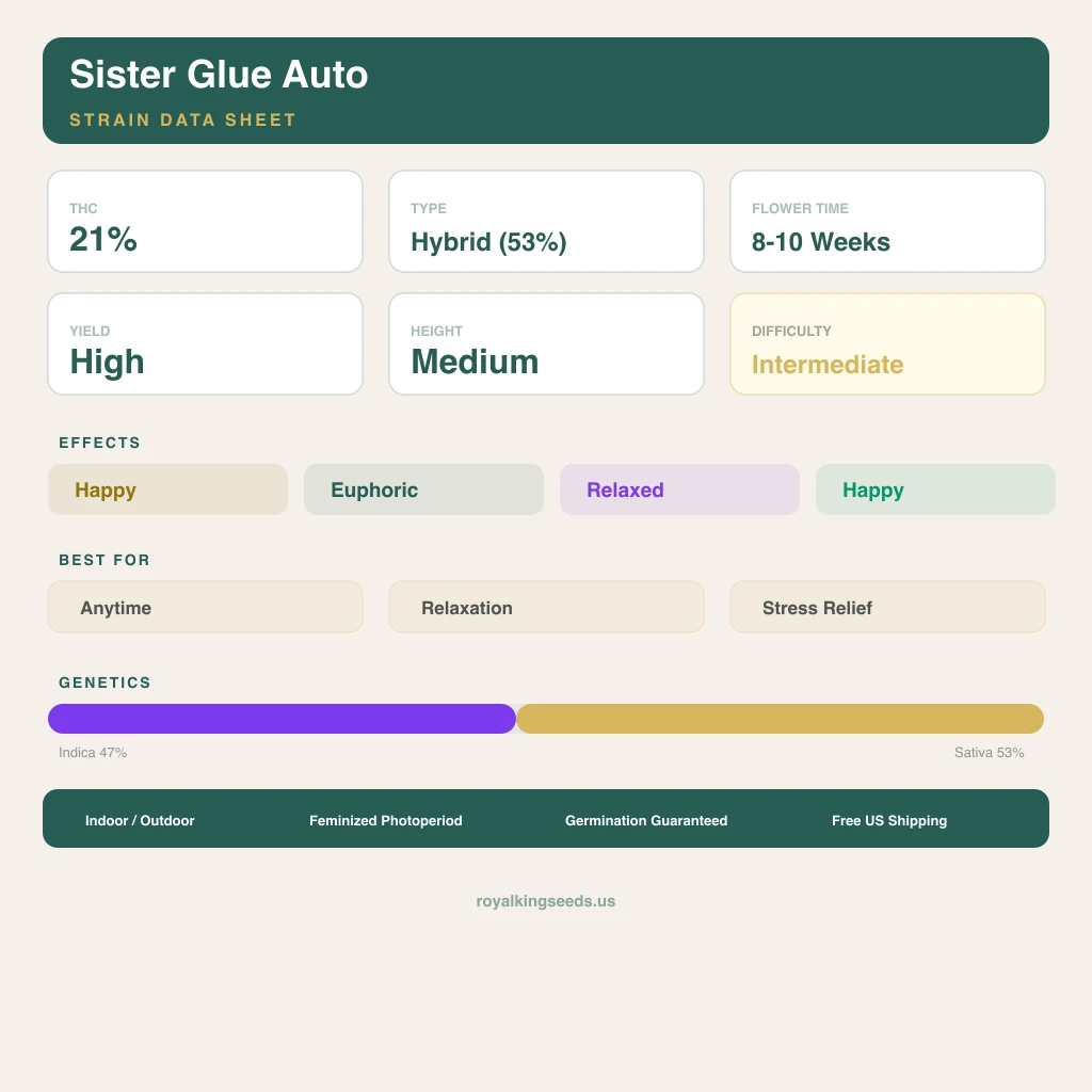 Sister Glue 47% indica / 53% sativa — fleur avec trichomes visibles
